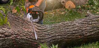 Why Choose Our Tree Removal Services in Coffeyville, KS?